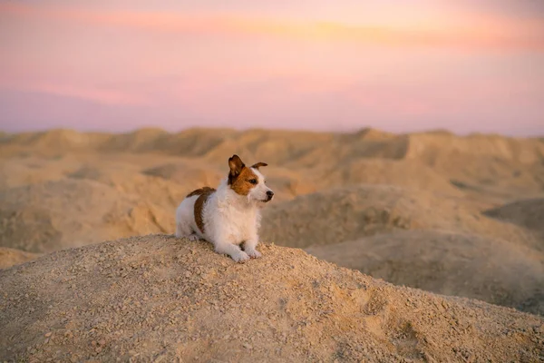 Dog Sandy Quarry Sunset Jack Russell Terrier Hills Sand — Stock Photo, Image