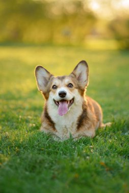 Doğadaki köpek portresi. Kırmızı ve beyaz Galli Corgi Pembroke çimlerin üzerinde. Popüler cins. Parktaki hayvan.