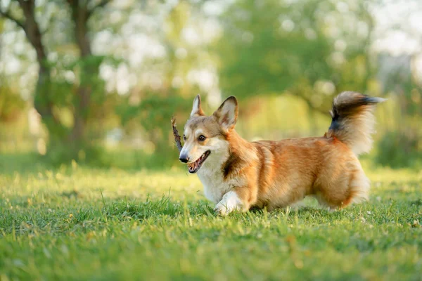 Собака Парке Бегает Играет Валлийский Корги Пемброк Природе Траве Активное — стоковое фото