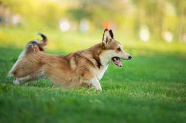 Parktaki köpek koşar, oynar. Galli Corgi Pembroke doğada, çimlerin üzerinde. Aktif evcil hayvan.
