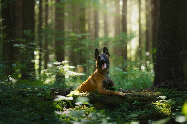 Ormandaki Köpek Malinois Doğada Bir Evcil Hayvanla Ahşap Manzara — Stok fotoğraf