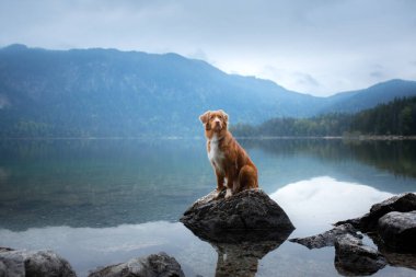 Dağ gölündeki bir köpek. Nova Scotia Duck Tolling Retriever suda. Bir evcil hayvanla seyahat et