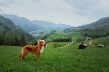 Dağlardaki köpek. Vadideki Nova Scotia Duck Tolling Retriever. Bir evcil hayvanla seyahat et