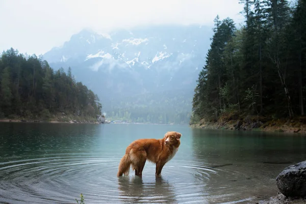 Собака Горном Озере Нова Скотия Дак Толлинг Ретривер Воде Путешествие — стоковое фото