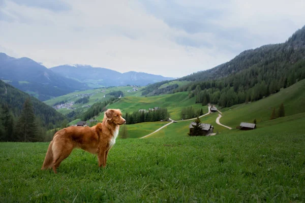 Cão Nas Montanhas Nova Escócia Duck Tolling Retriever Vale Viajar — Fotografia de Stock