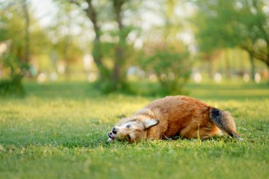 Parktaki köpek koşar, oynar. Galli Corgi Pembroke doğada, çimlerin üzerinde. Aktif evcil hayvan.