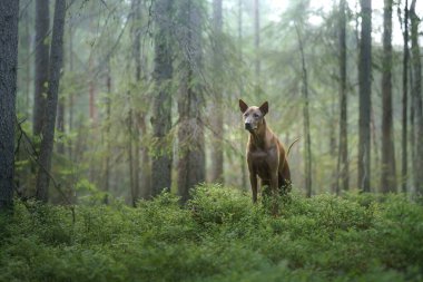 Ormandaki köpek. Kızıl saçlı Tayland Sırtı doğası. Köpekli orman manzarası
