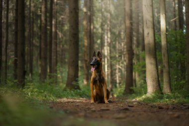 Ormandaki köpek. Malinois doğada. Bir evcil hayvanla ahşap manzara