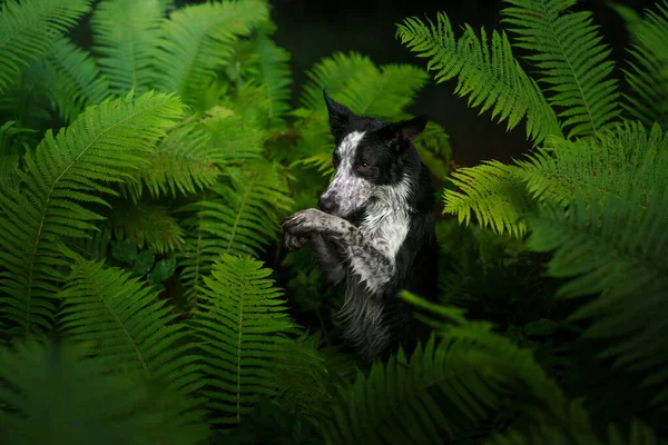 Perro Helecho Collie Borde Blanco Negro Bosque Madera Tropical Mascota — Foto de Stock