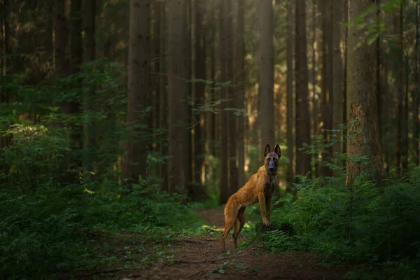 Hund Skogen Malinois Naturen Trä Landskap Med Husdjur — Stockfoto