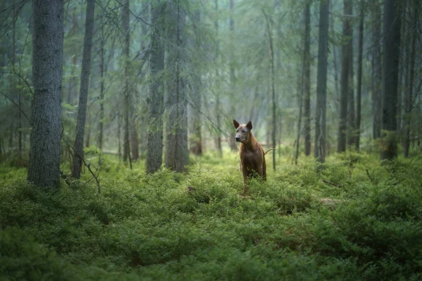 Cão Floresta Ridgeback Tailandês Ruivo Natureza Paisagem Florestal Com Cão — Fotografia de Stock