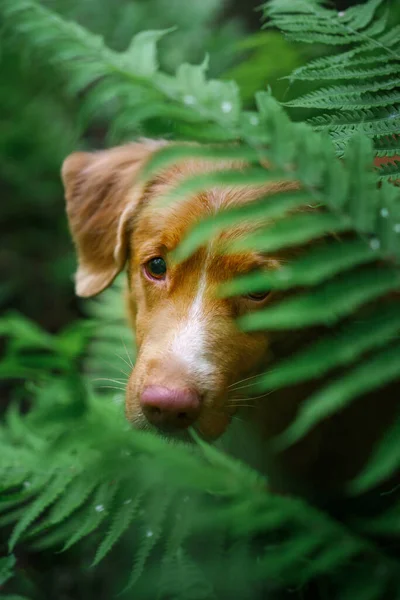 Pies Paproci Nova Scotia Duck Tolling Retriever Lesie Drewno Tropikalne — Zdjęcie stockowe