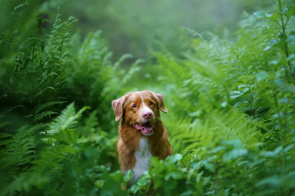 Hund Farn Nova Scotia Duck Tolling Retriever Wald Tropenholz Haustier — Stockfoto