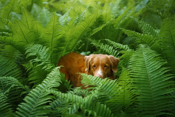 Hund Ormbunken Nova Scotia Duck Tolling Retriever Skogen Tropiskt Trä — Stockfoto