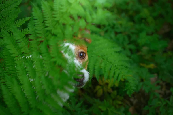 Hond Varen Jack Russell Terriër Verstopt Zich Achter Bladeren Tropisch — Stockfoto