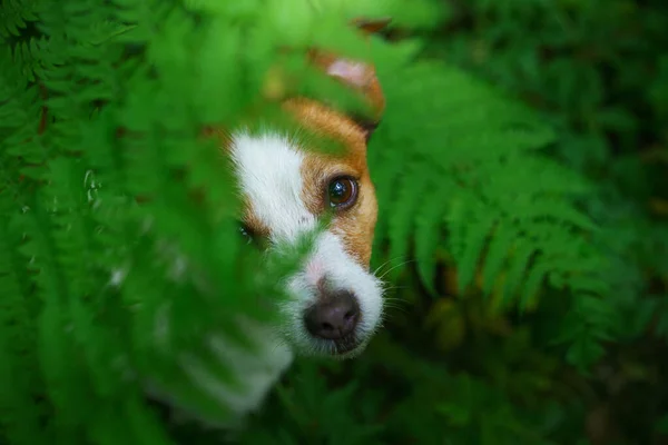 Cane Nella Felce Jack Russell Terrier Nasconde Dietro Foglie Legno — Foto Stock