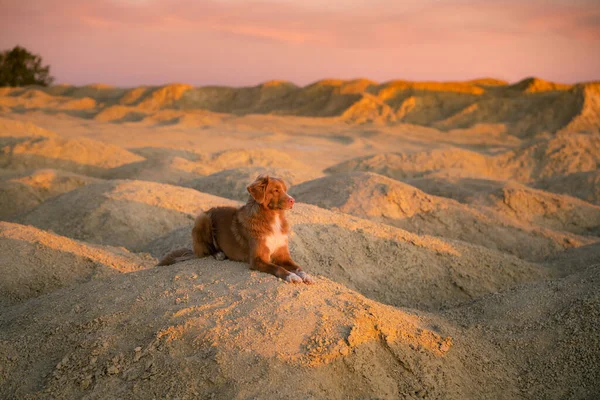 Dog Sandy Quarry Sunset Nova Scotia Duck Tolling Retriever Hills — Stock Photo, Image