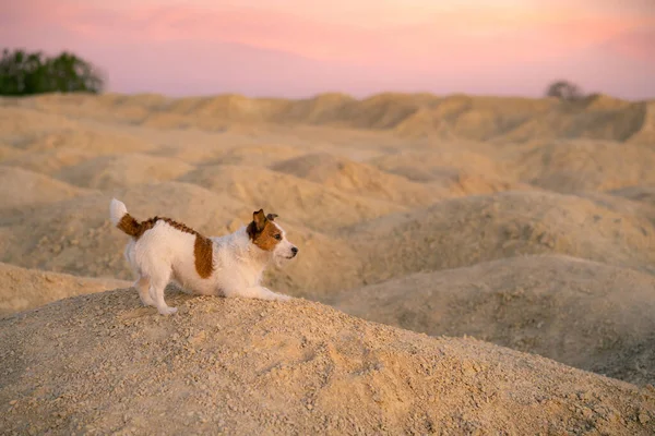 Dog Sandy Quarry Sunset Jack Russell Terrier Hills Sand — Stock Photo, Image