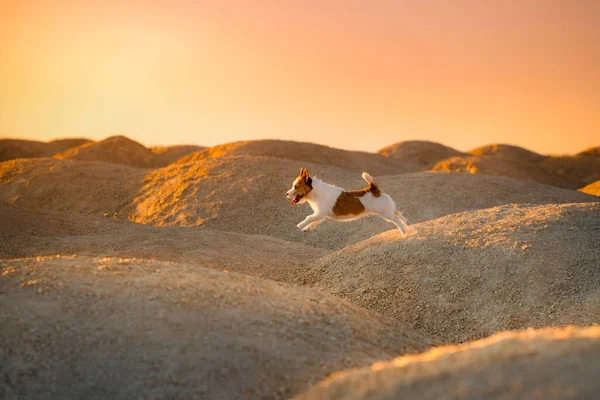 Dog Sandy Quarry Sunset Jack Russell Terrier Hills Sand — Stock Photo, Image