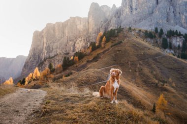 Dağlardaki köpek. Nova Scotia Duck Tolling Retriever gün batımında kayaların zirvesinde. - Evet. Evcil bir hayvanla yürüyüş.