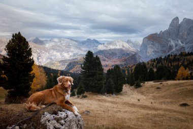 Dağlardaki köpek. Nova Scotia Duck Tolling Retriever gün batımında kayaların zirvesinde. - Evet. Evcil bir hayvanla yürüyüş.