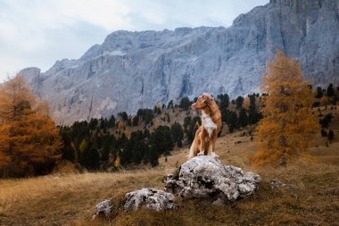 Dağlardaki köpek. Nova Scotia Duck Tolling Retriever gün batımında kayaların zirvesinde. - Evet. Evcil bir hayvanla yürüyüş.