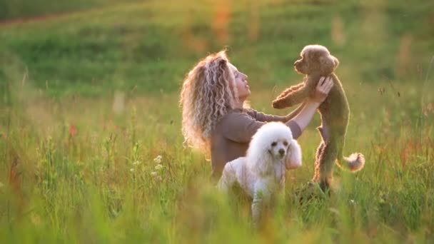 Frauen mit lockigem Haar und zwei Pudeln auf einem Feld bei Sonnenuntergang. Niedliche Haustiere und ihr Besitzer — Stockvideo