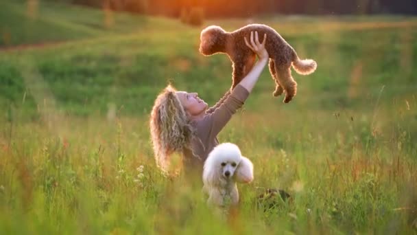 Mulheres com cabelo encaracolado e dois poodles em um campo no por do sol. Animais de estimação bonitos e seu proprietário — Vídeo de Stock