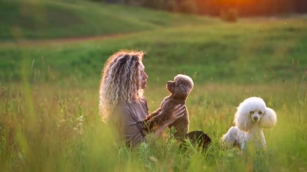 Mulheres com cabelo encaracolado e dois poodles em um campo no por do sol. Animais de estimação bonitos e seu proprietário — Vídeo de Stock