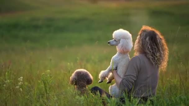 Frauen mit lockigem Haar und zwei Pudeln auf einem Feld bei Sonnenuntergang. Niedliche Haustiere und ihr Besitzer — Stockvideo