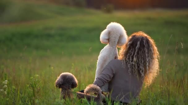 Mulheres com cabelo encaracolado e dois poodles em um campo no por do sol. Animais de estimação bonitos e seu proprietário — Vídeo de Stock