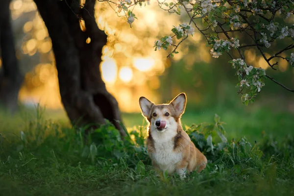 Porträt Hund. Welsh Corgi Pembroke in der Natur, auf dem Gras — Stockfoto