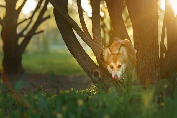 Portrait dog . Welsh corgi pembroke in nature, on the grass — Stock Photo, Image