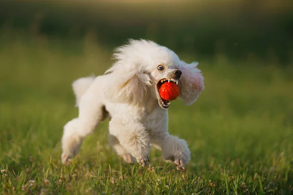 O cão corre com um brinquedo. pequeno poodle branco joga com uma bola. — Fotografia de Stock