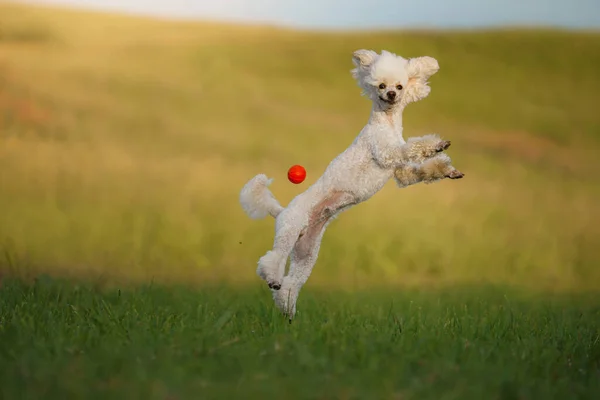 Anjing berjalan dengan mainan. Anjing pudel putih kecil bermain dengan bola. — Stok Foto