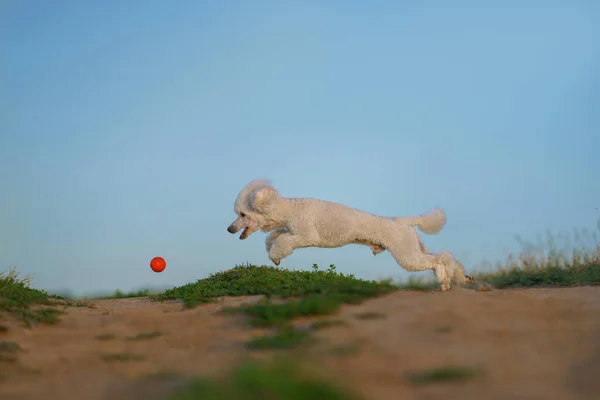 Hunden springer med en leksak. liten vit pudel leker med en boll. — Stockfoto