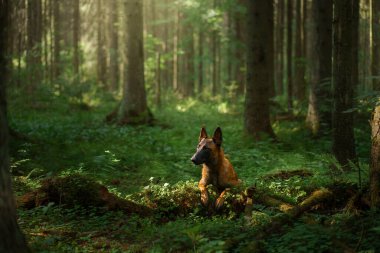 Ormandaki köpek. Malinois doğada. evcil hayvan