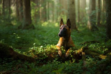 Ormandaki köpek. Malinois doğada. evcil hayvan