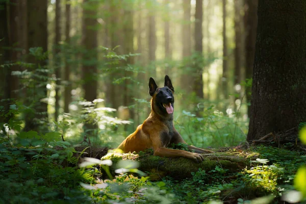 Ormandaki köpek. Malinois doğada. evcil hayvan — Stok fotoğraf