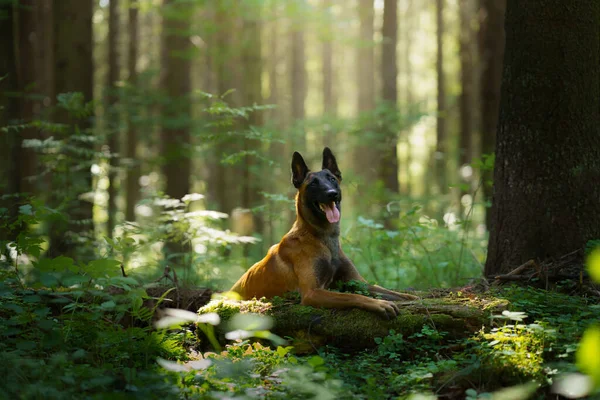 Hund im Wald. Malinois in der Natur. Haustier im Freien — Stockfoto