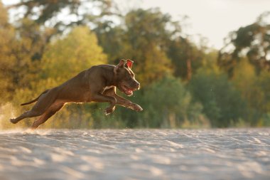 Kumsaldaki köpek. Kumda koşan aktif pitbull teriyeri. Yazın evcil hayvan 