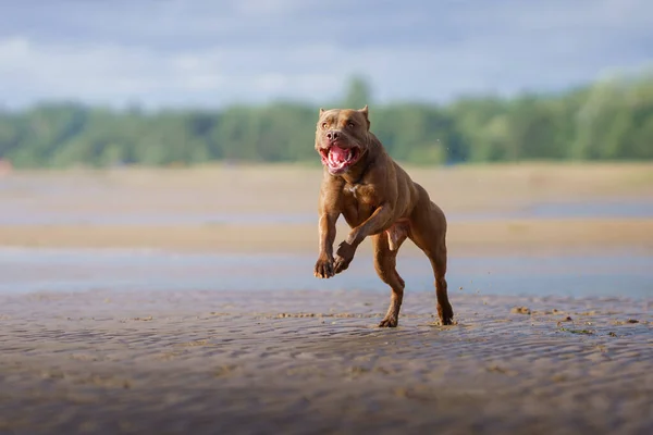 Hund Strand Aktiver Pitbull Terrier Läuft Auf Dem Sand Haustier — Stockfoto