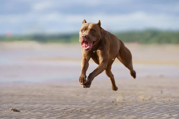 Hund Strand Aktiver Pitbull Terrier Läuft Auf Dem Sand Haustier — Stockfoto
