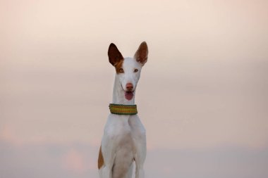 dog portrait against the sunset sky. Graceful Ibizan greyhound on a sky background. Pet in nature.  clipart