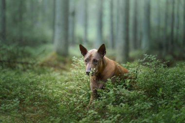 Ormandaki köpek. Kızıl saçlı Tayland Sırtı doğası. Evcil hayvanlı orman manzarası