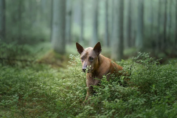 Hund Wald Rothaarige Thai Ridgeback Der Natur Waldlandschaft Mit Haustier — Stockfoto