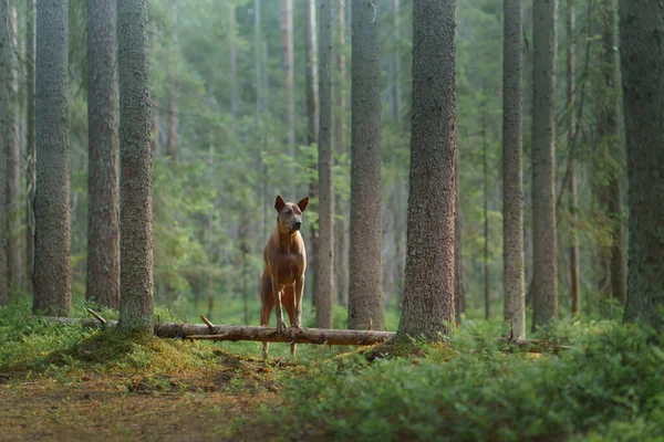 Dog Woods Red Haired Thai Ridgeback Nature Forest Landscape Pet — Stock Photo, Image