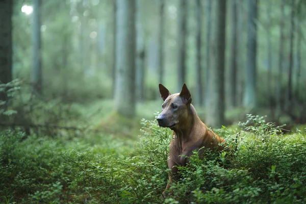 Ormandaki köpek. Kızıl saçlı Tayland Sırtı doğası. Evcil hayvanlı orman manzarası