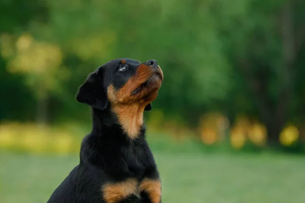 Rottweiler Hond Natuur Portret Van Een Pup Het Gras Huisdier — Stockfoto