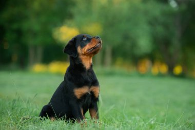 Doğada Rottweiler köpeği. Çimlerin üzerindeki bir köpek yavrusunun portresi. parktaki hayvan